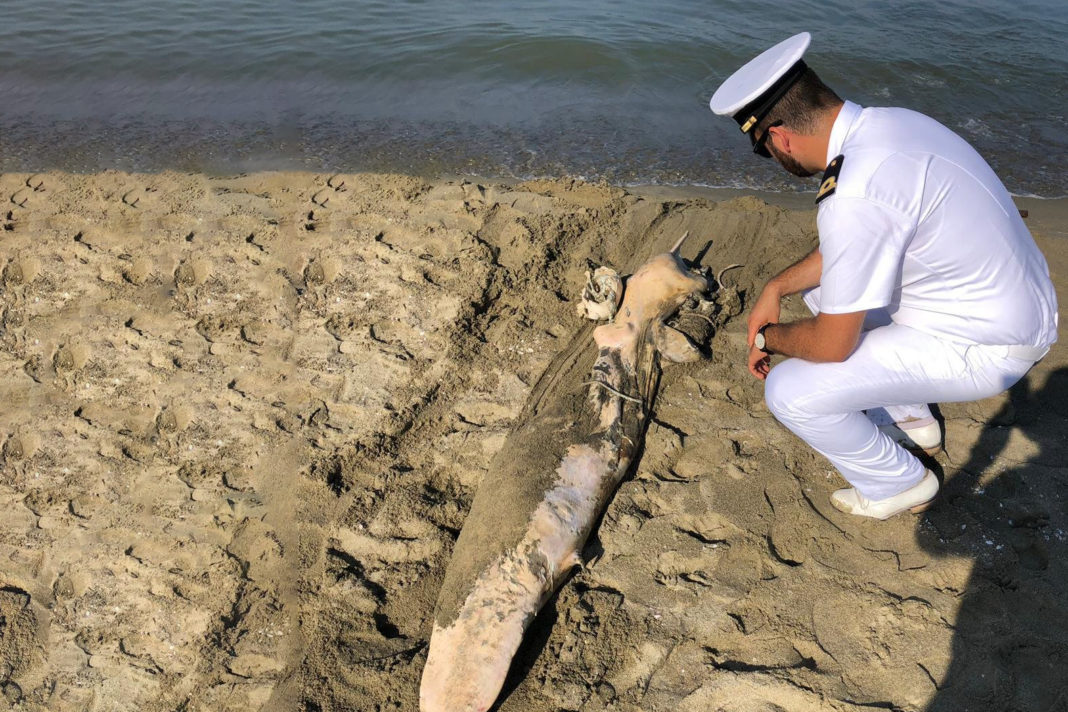 Tursiope delfino delfini spiaggiati