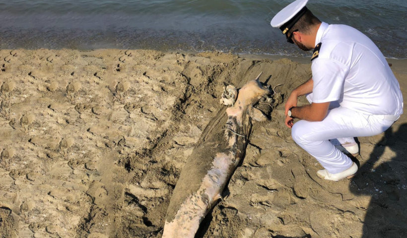 Tursiope delfino delfini spiaggiati