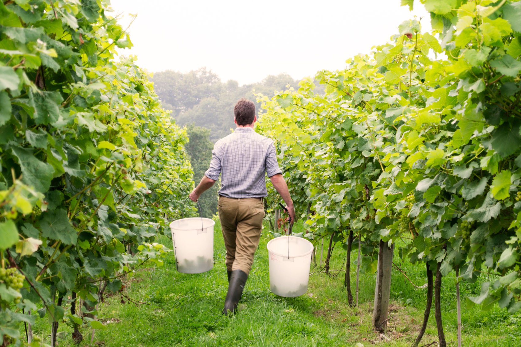 Vendemmia ottima e al rialzo in Toscana. Brillano i rosati