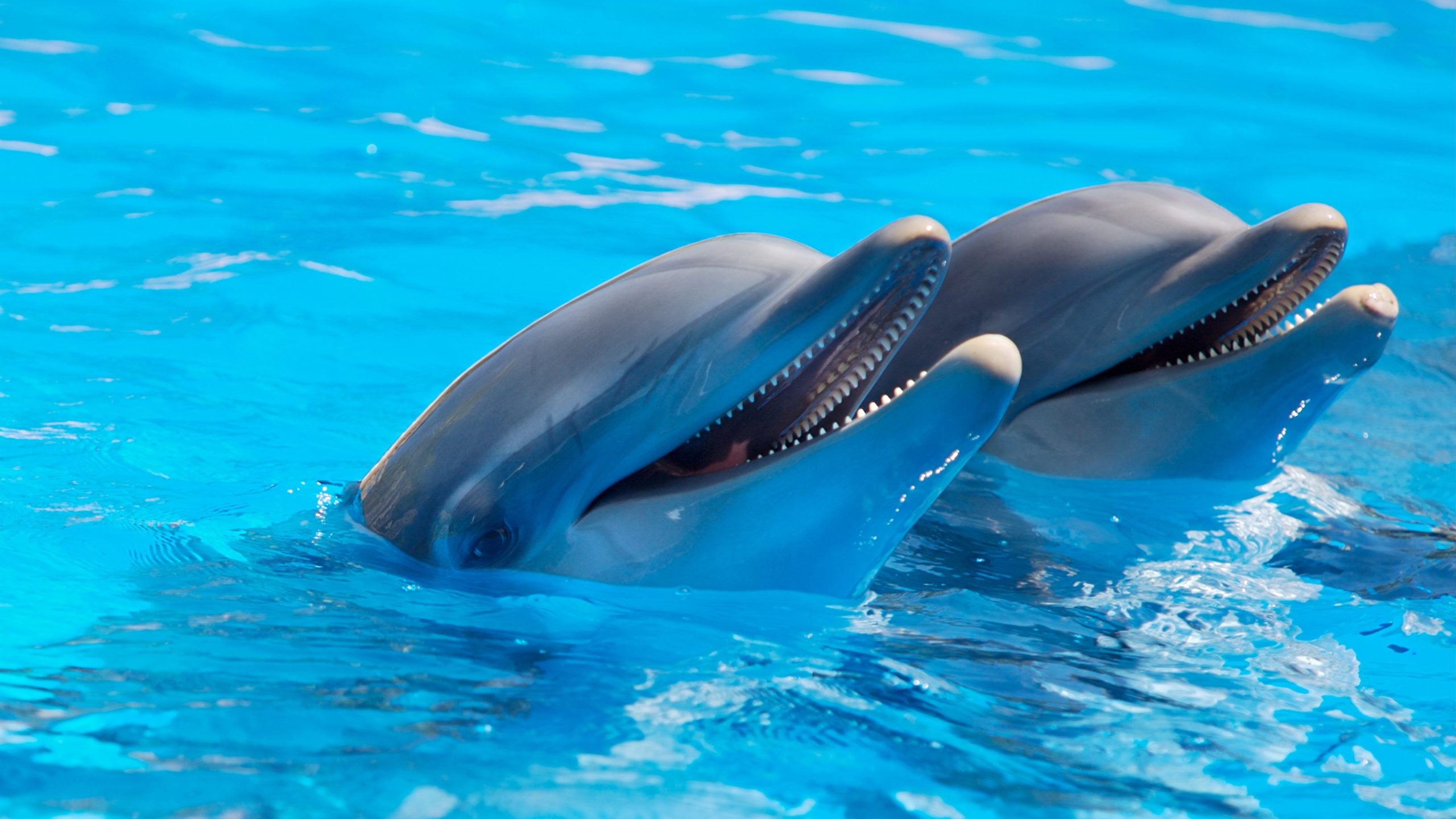 Delfini: triangolo protetto in Toscana entro 2019