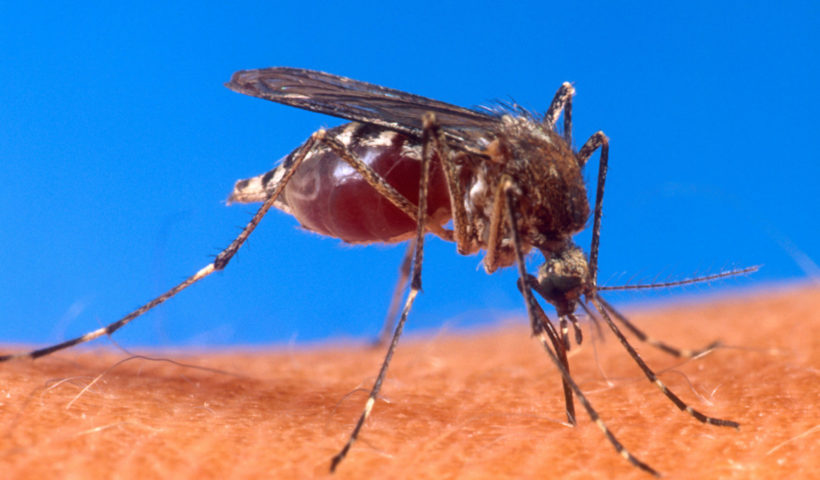 Zanzara febbre dengue