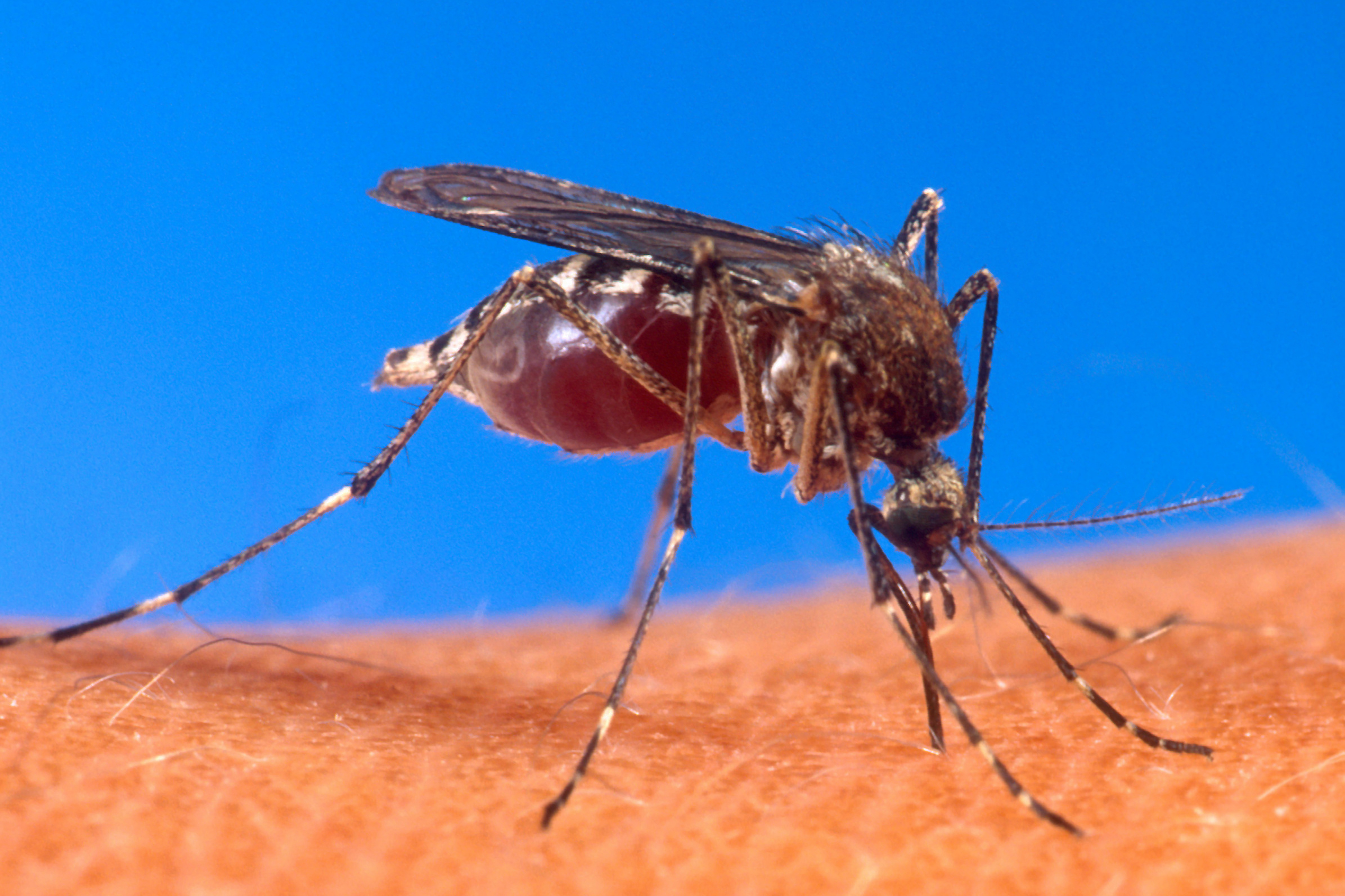 Zanzara febbre dengue