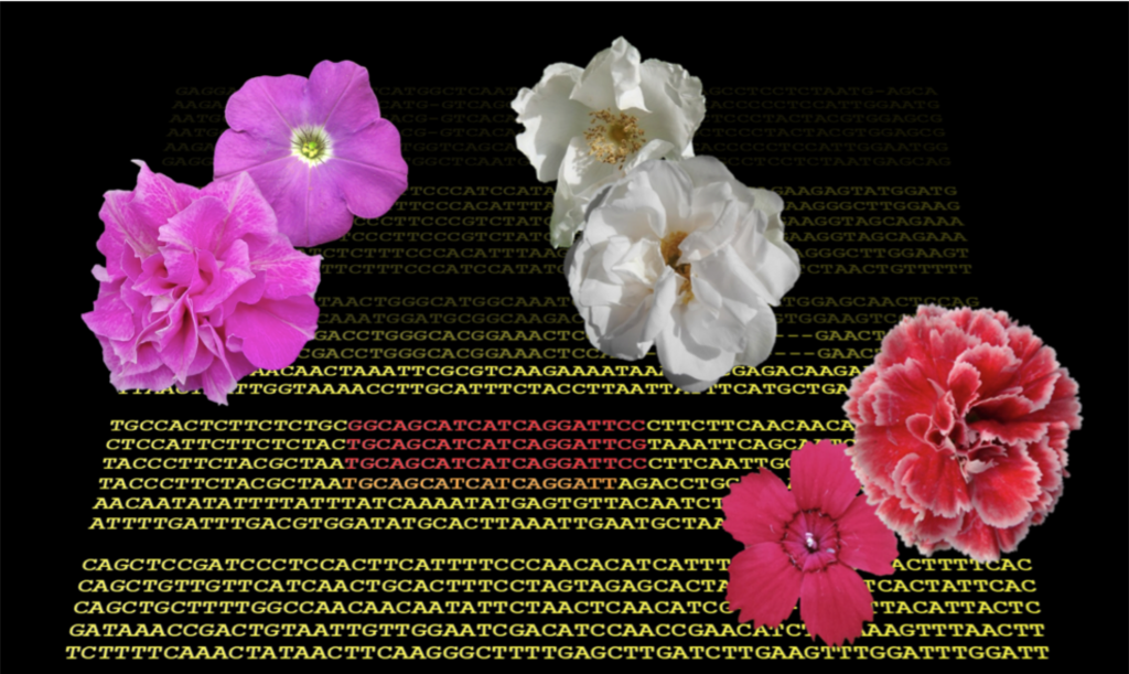 Lo studio ha interessato molte varietà di petunia, rosa, e garofano a fiore singolo e a fiore doppio. Immagine: Stefano Gattolin.