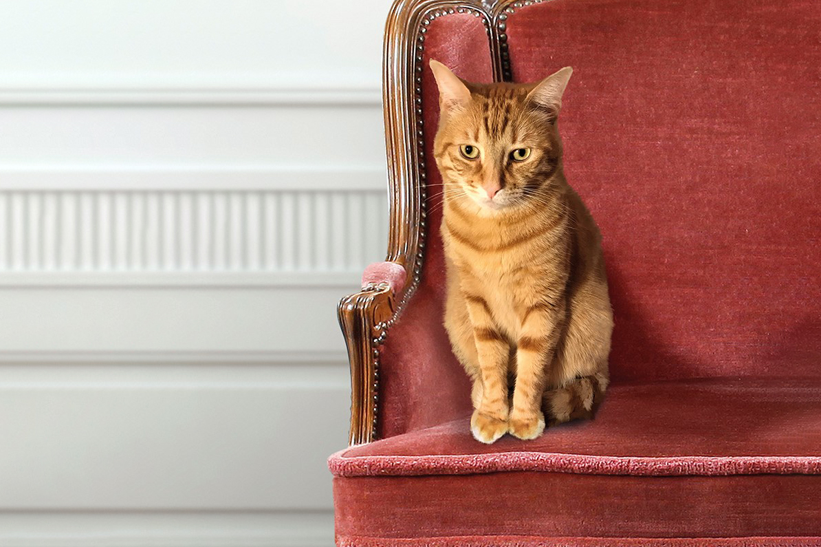 Butta fuori di casa i gatti e viene denunciato