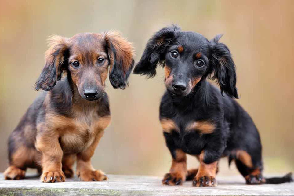 Ubriaco spara ai suoi due cani e ne uccide uno