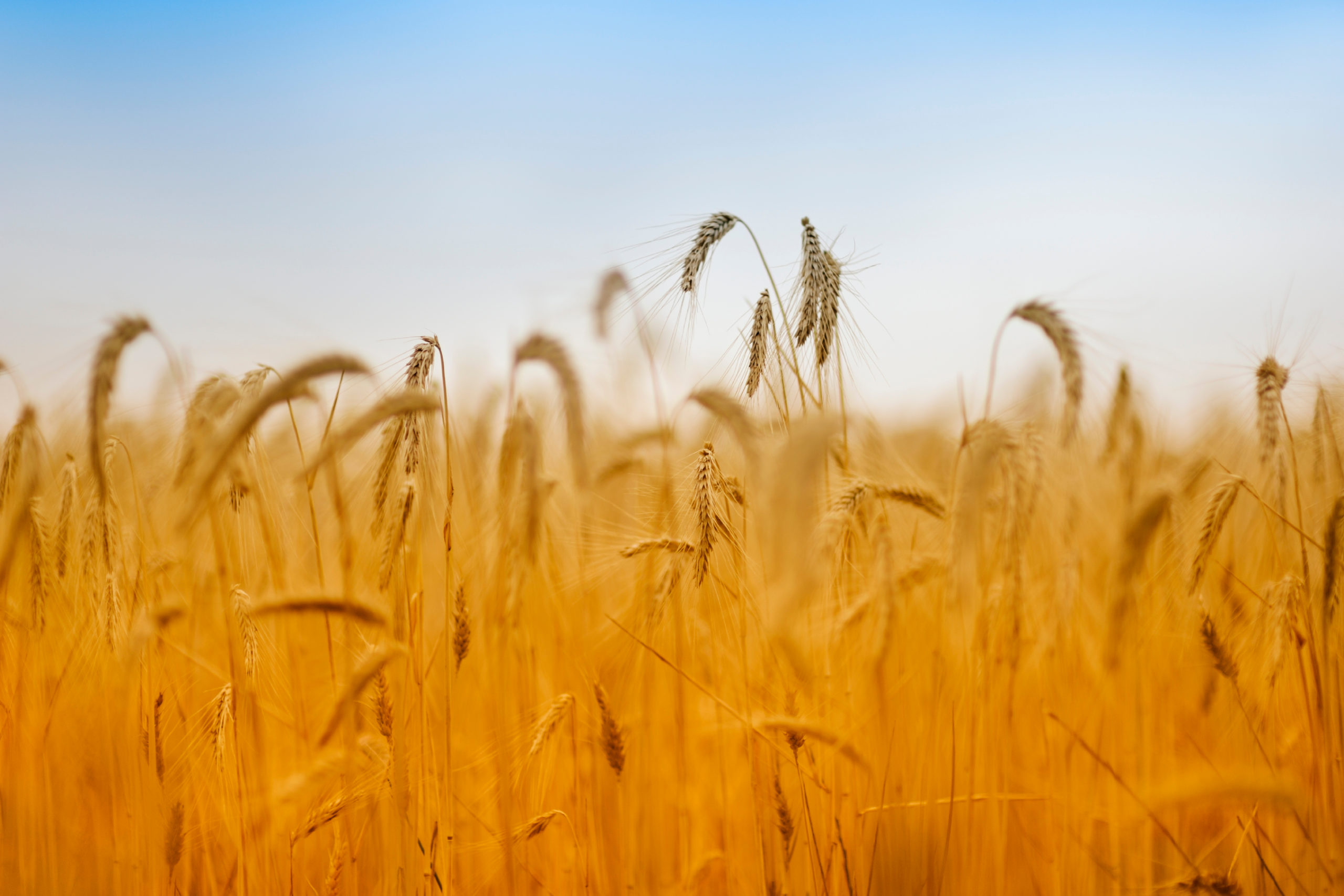 Grano