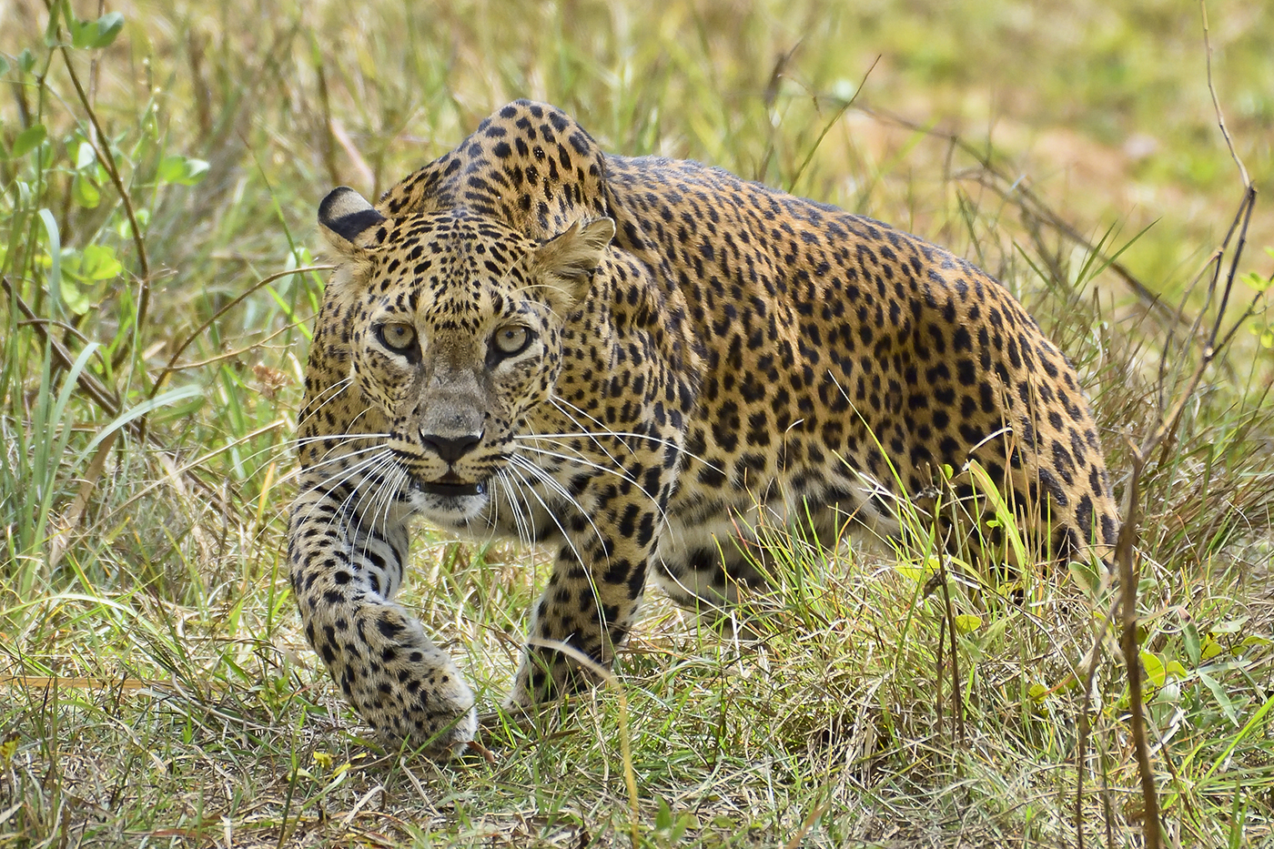 Leopardo