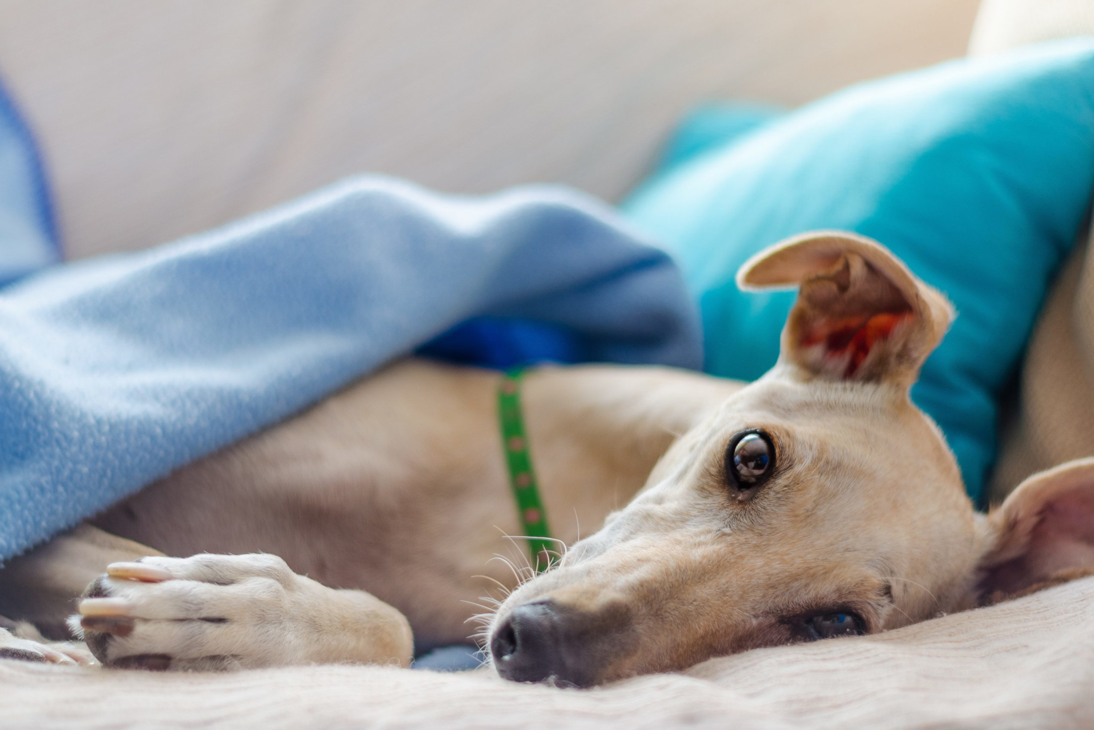 Coronavirus: padrone positivo, la protezione civile porta a spasso il cane