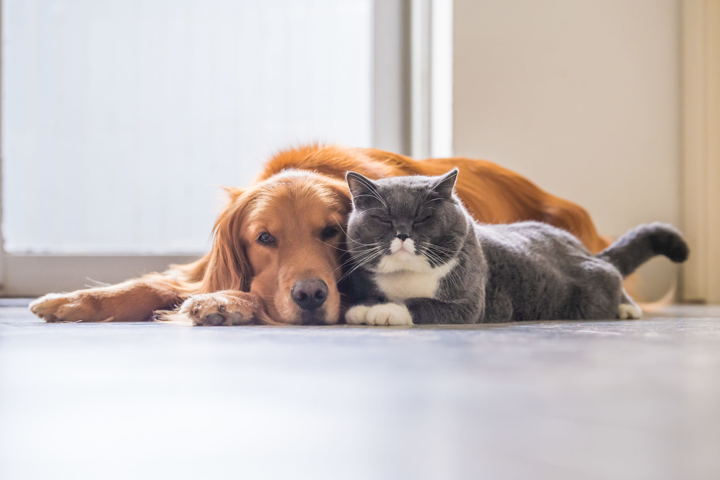 Cane e gatto