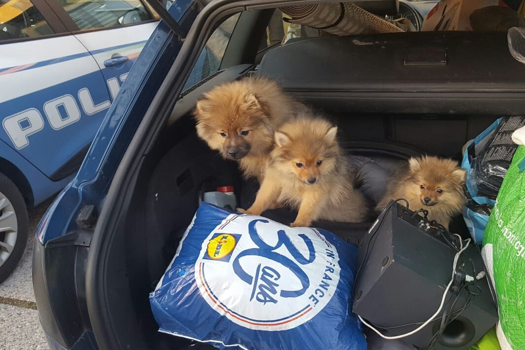 Traffico internazionale di cuccioli nonostante il Covid