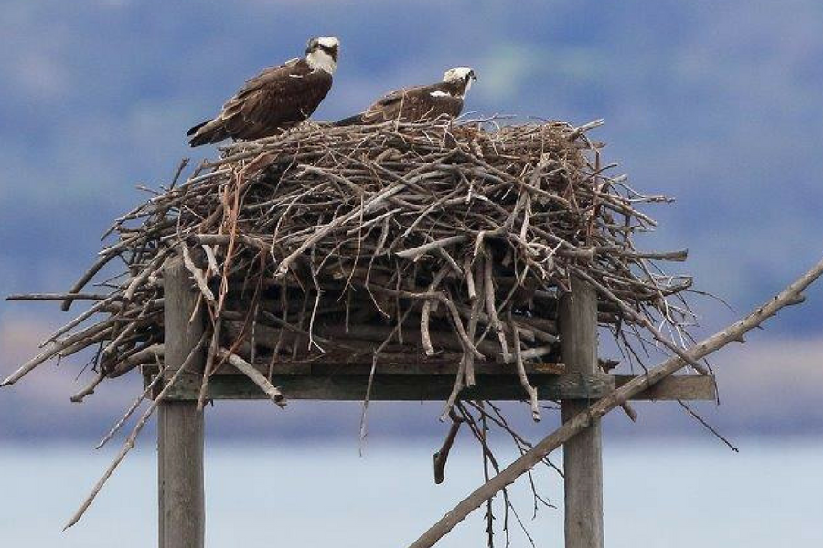 Il nido di falco pescatore di Orbetello