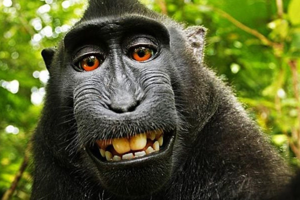 Il famoso selfie di un macaco