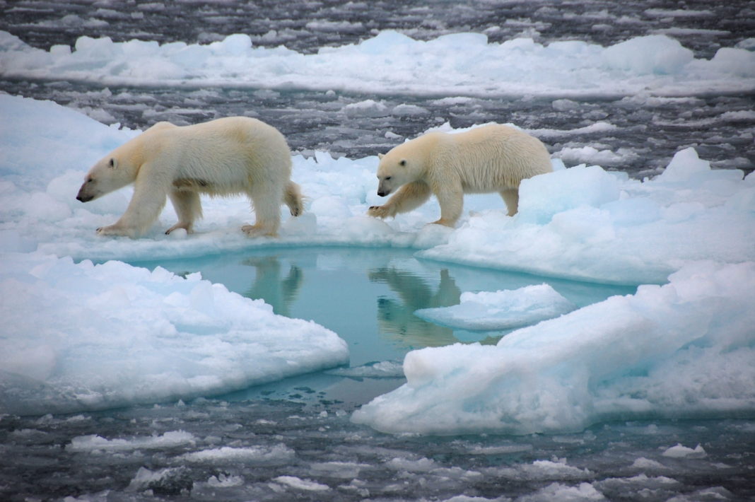 Orsi polari sui ghiacci
