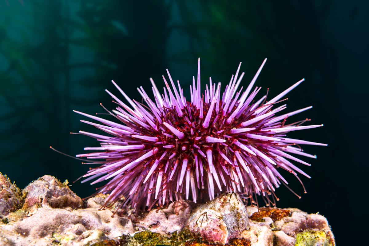 Pescano di frodo ai tempi del Covid e si fanno beccare con 300 ricci di mare