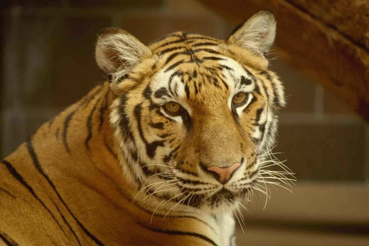 Tigre