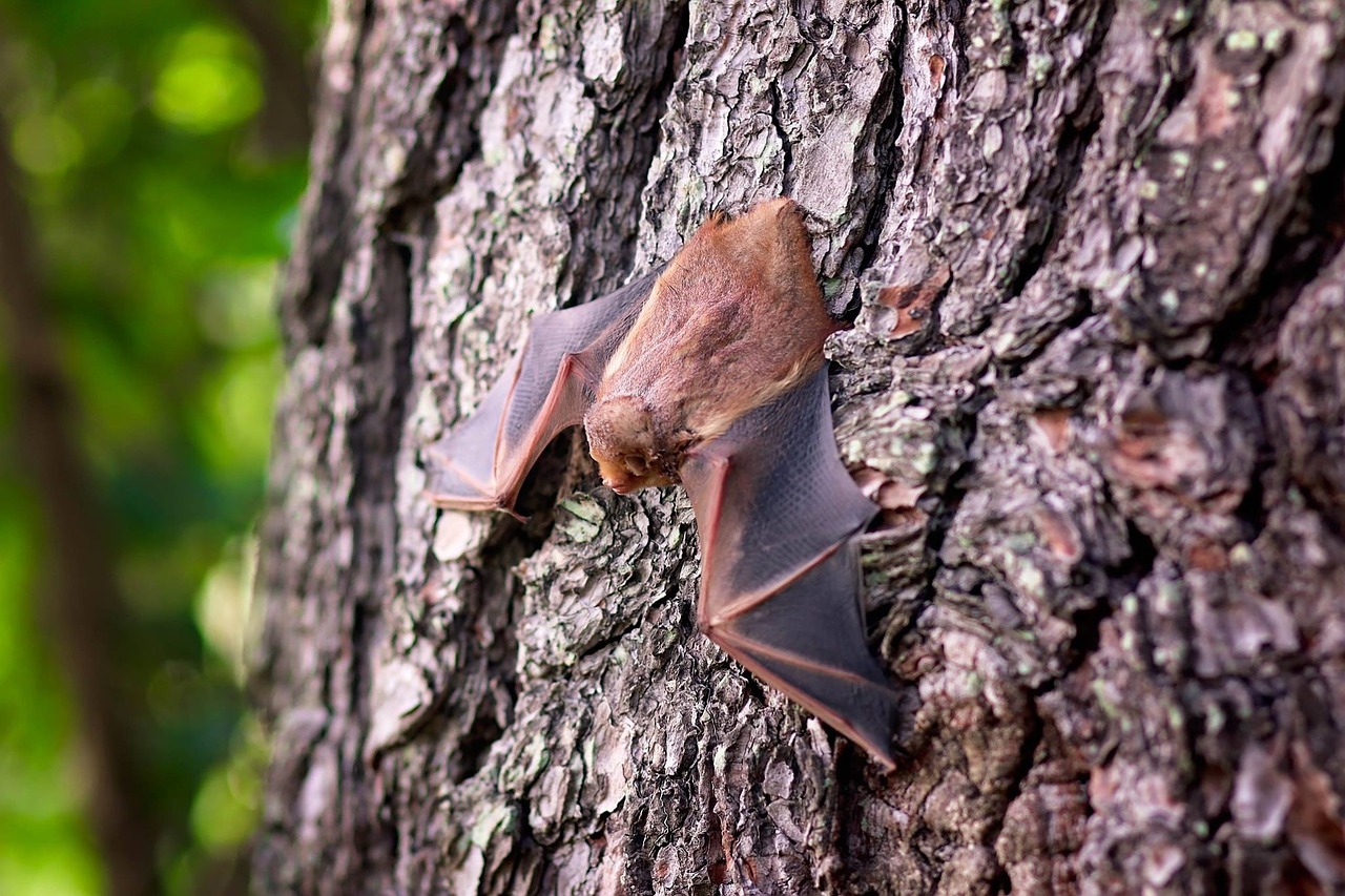 pipistrello