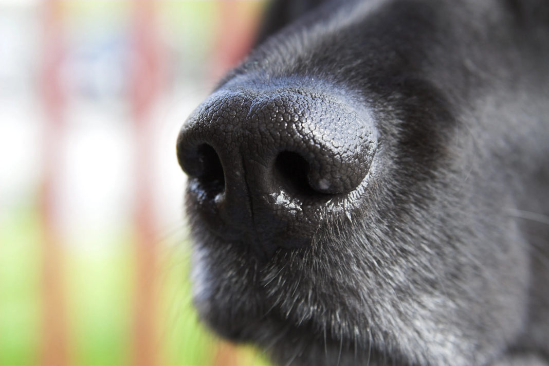 Il naso di un cane da fiuto