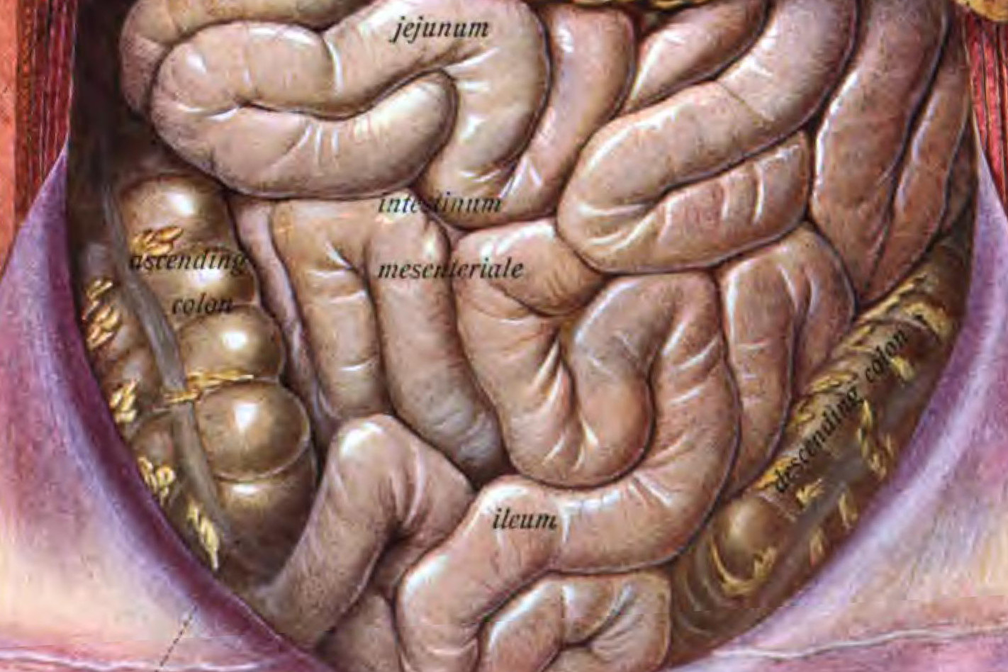 Intestino