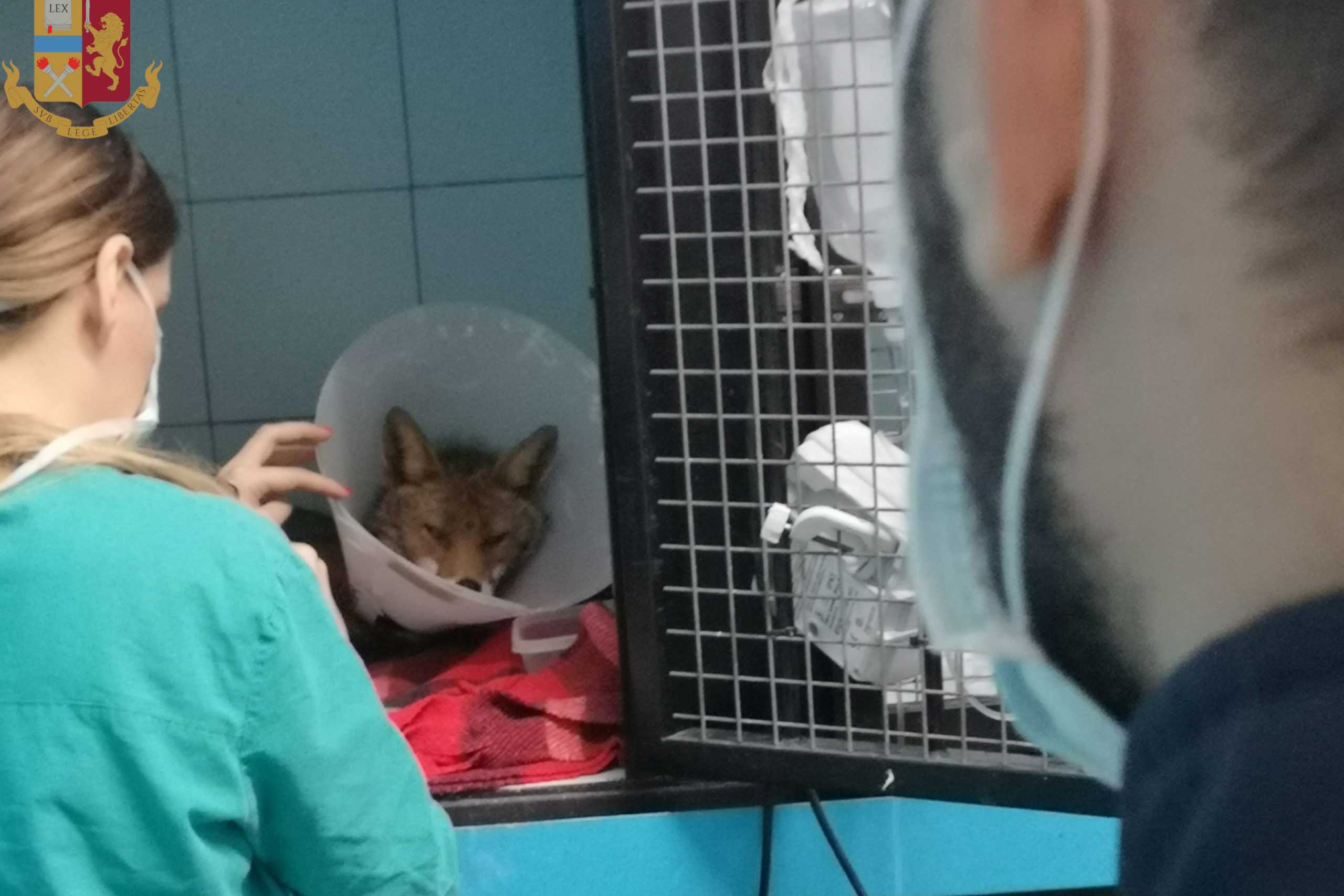 La volpe foxy salvata dalla polizia stradale sul grande raccordo anulare