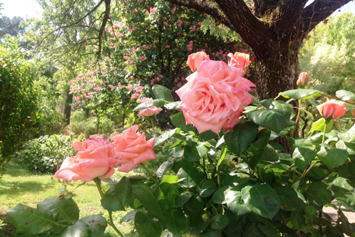 Le rose del Giardino dei Semplici a Firenze