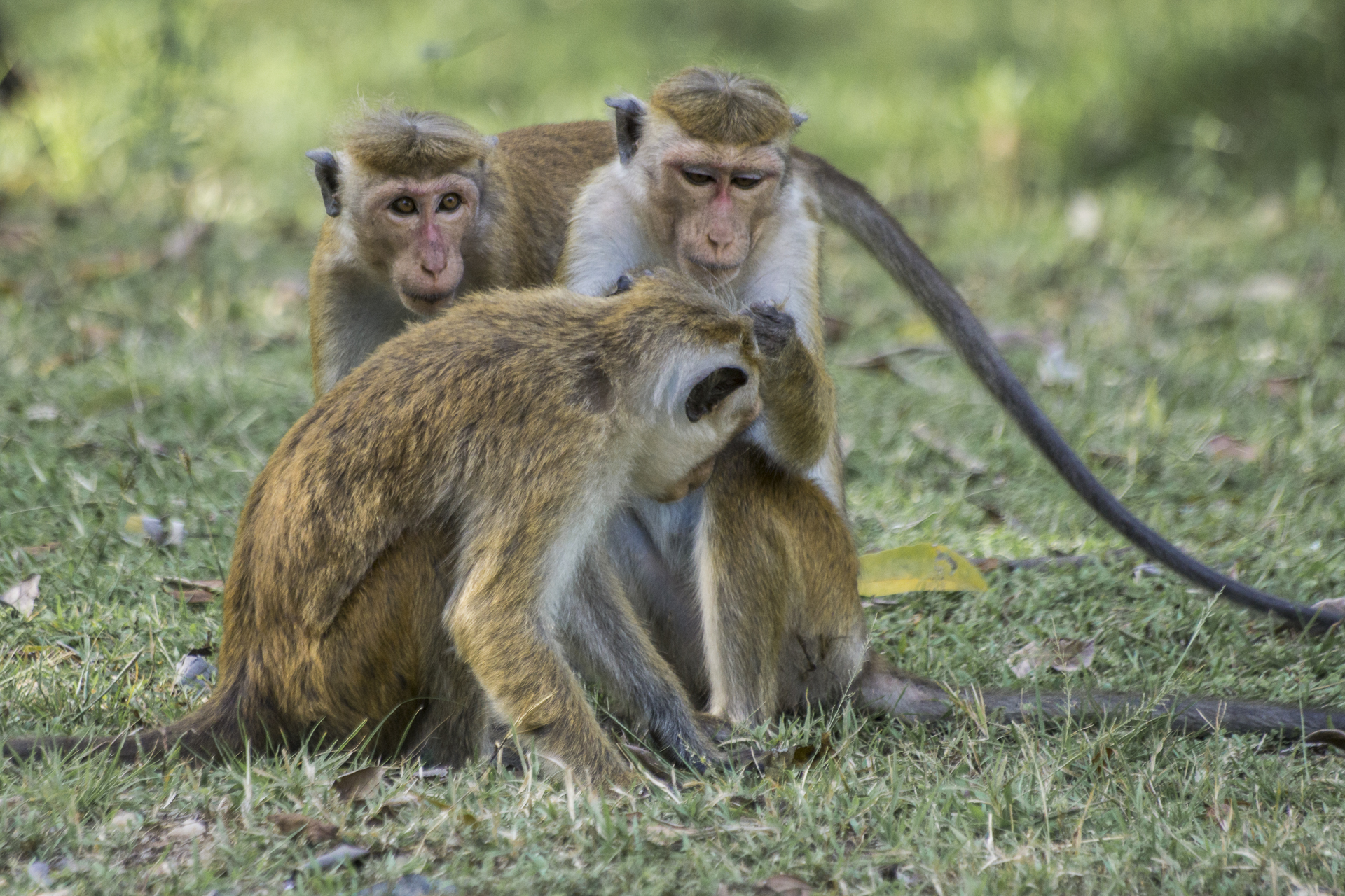 Una famiglia di macachi (Wikipedia)