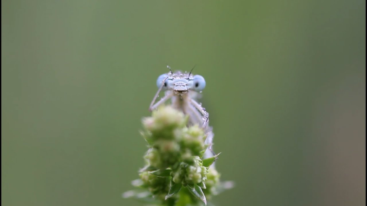 La meraviglia della vita in un video per il #BiodiversityDay