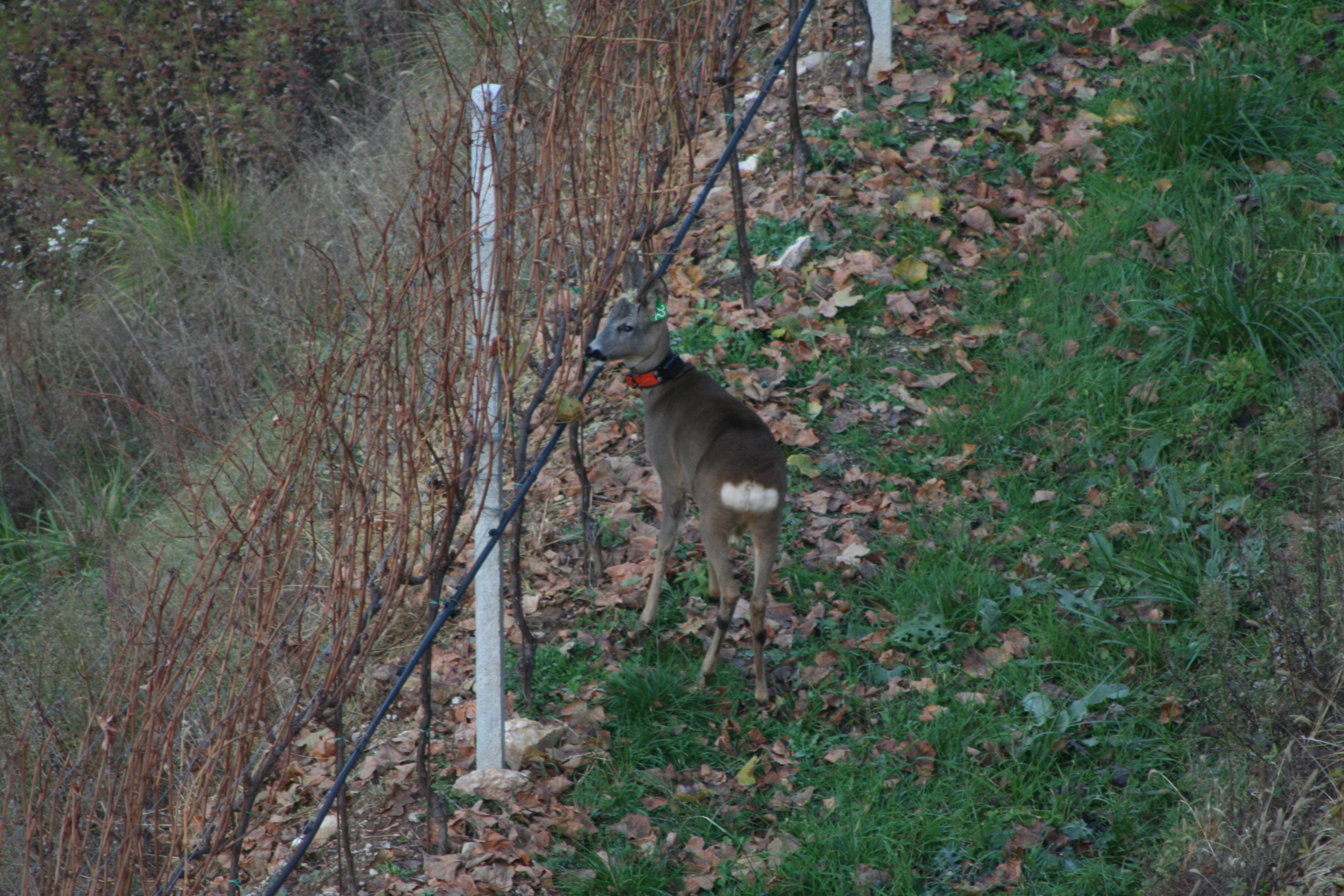 Il maschio di capriolo M9 marcato con collare satellitare e marca auricolare.