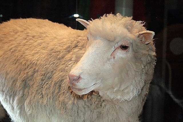 Dolly, clonazione d’una pecora