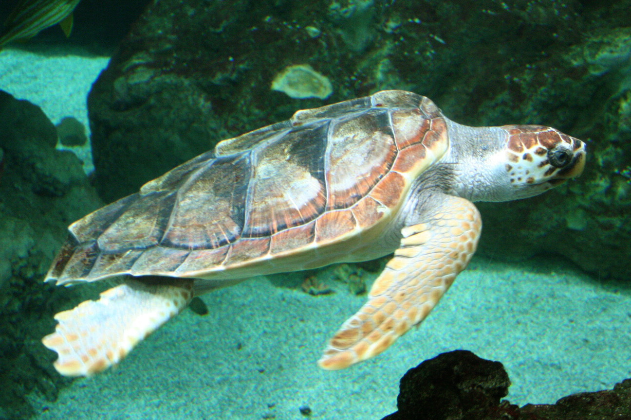 Tartarughe caretta caretta regine delle coste toscane