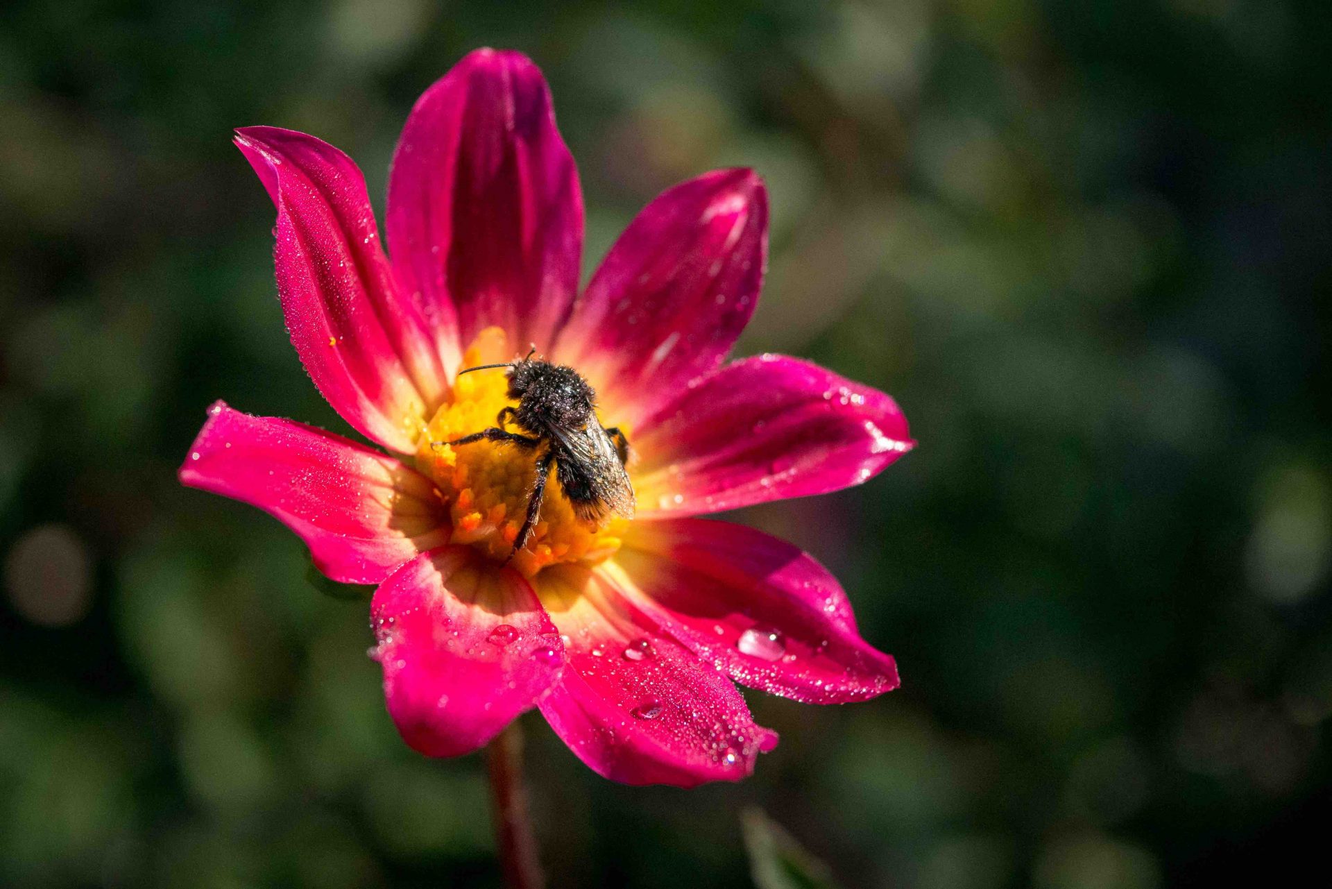 dalia