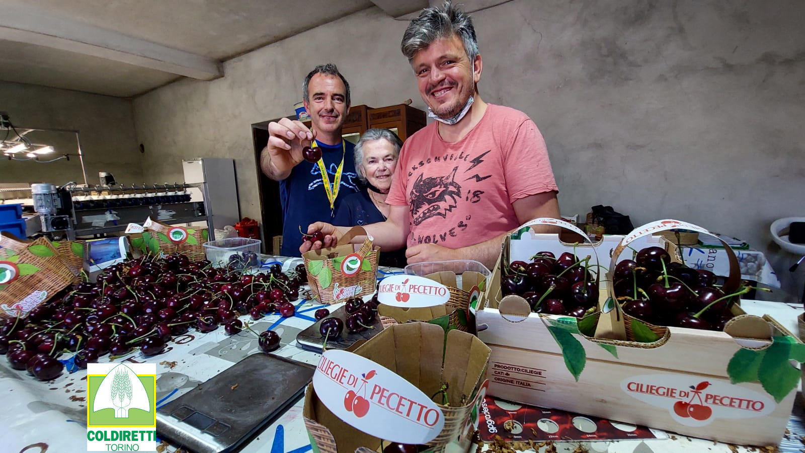 Record: ecco la ciliegia più grande del mondo. Pesa 33 grammi