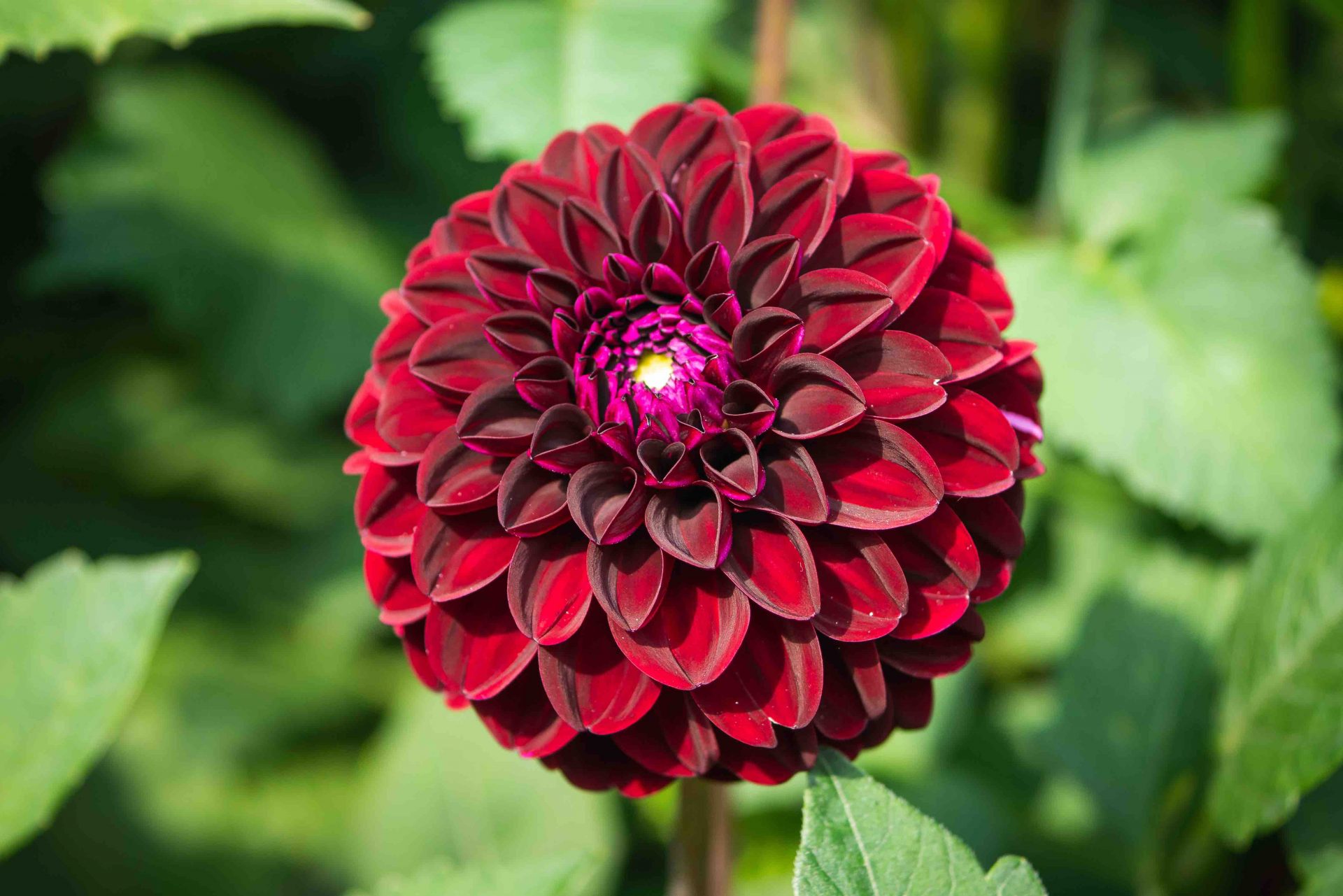 una dalia