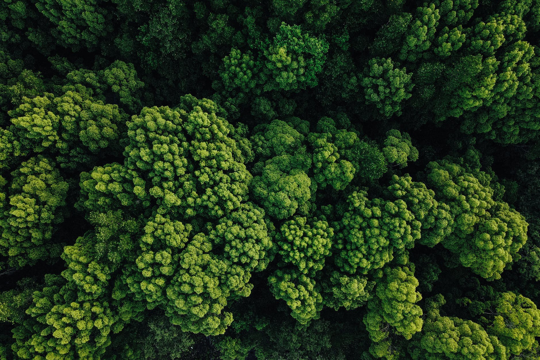 lush green foliage growing in forest in daylight