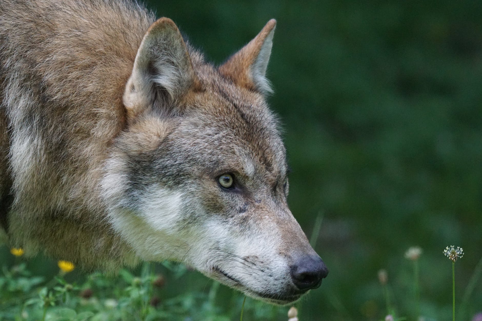 tan wolf on flower field during daytime