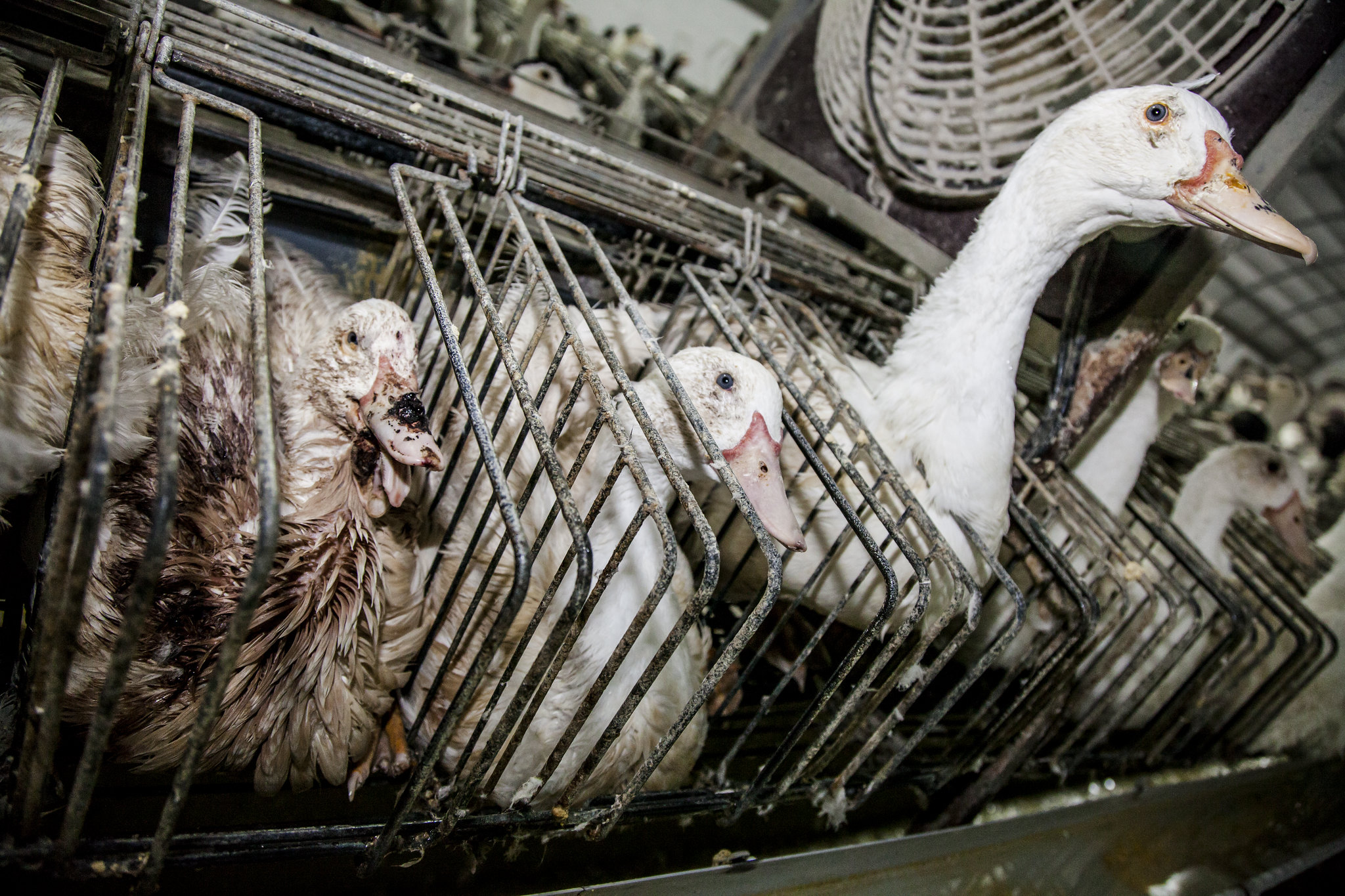 Animal Equality: Foie Gras rischia riabilitazione al parlamento europeo