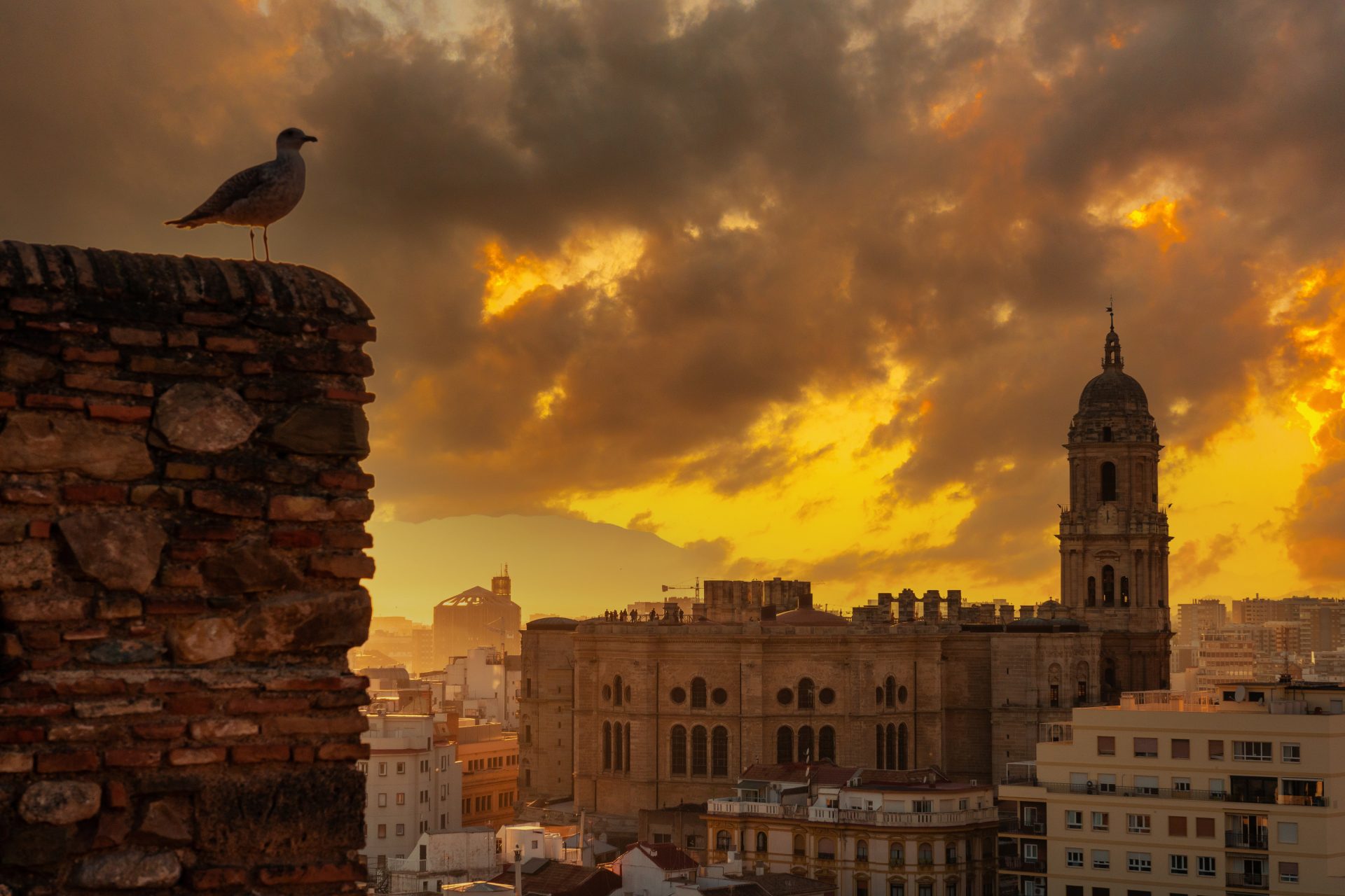 a seagull at sunset from the walls of the alcazaba of the city of malaga and in the background the cathedral of the incarnation of malaga, andalusia. spain. medieval fortress in arabic style