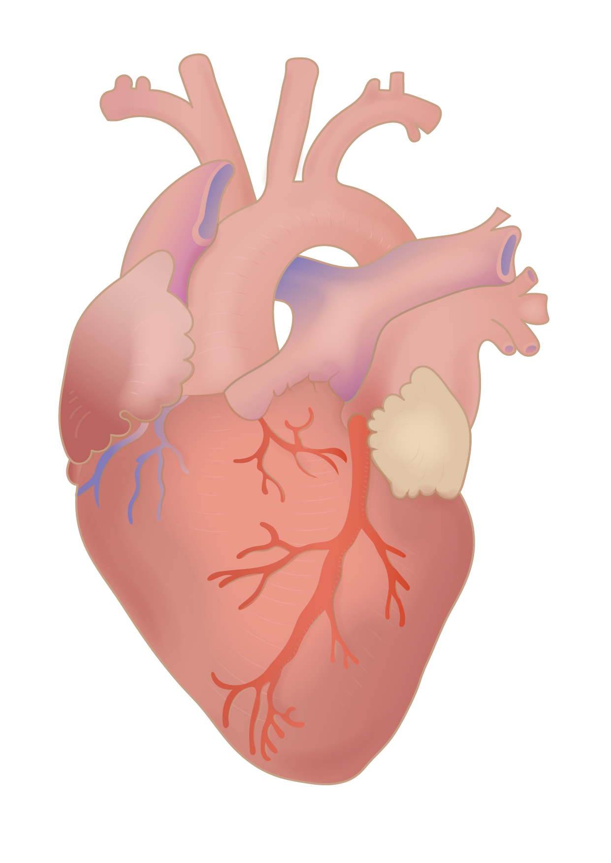 CNR: fibrillazione atriale: anticoagulanti sempre fondamentali