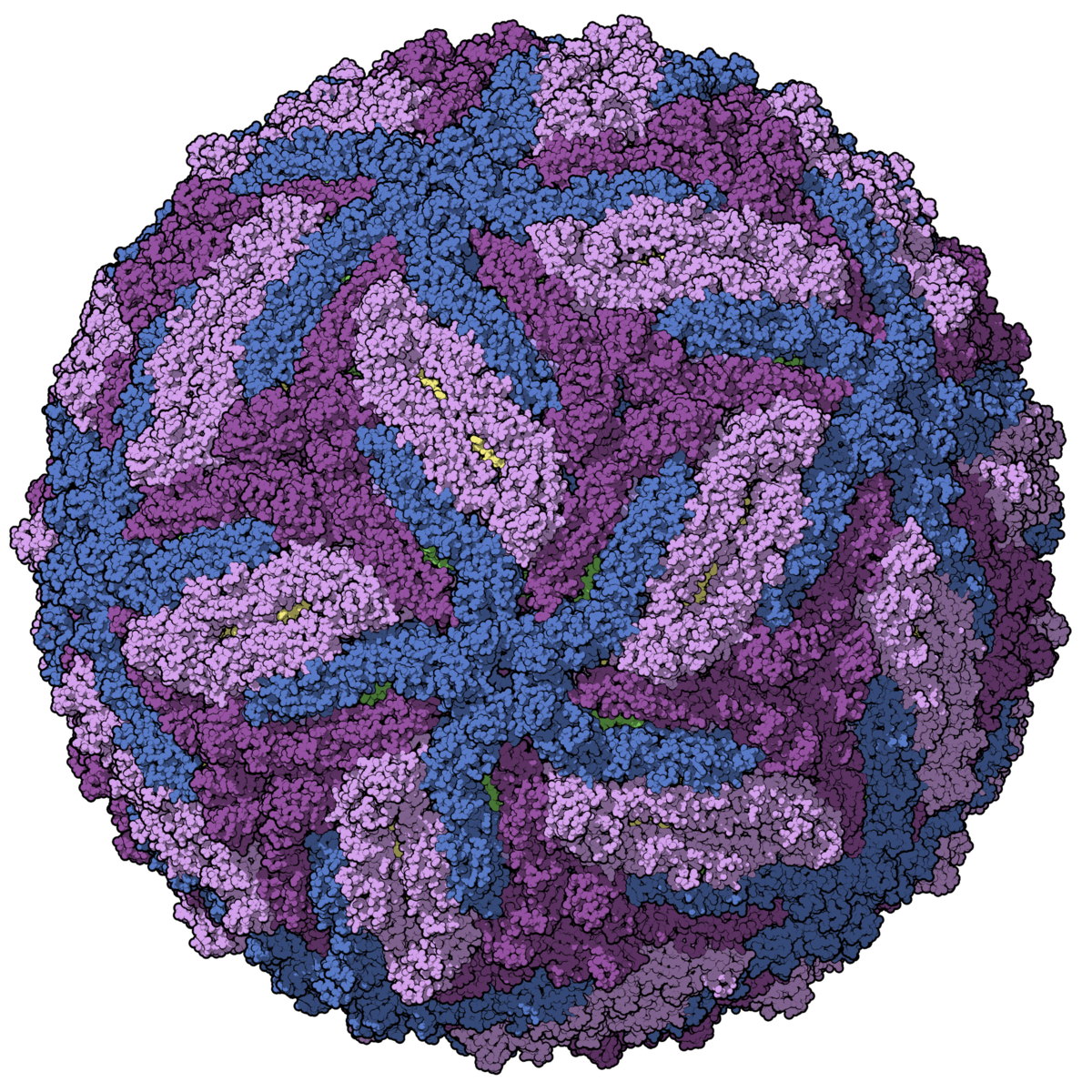 CNR: ecco come Zika danneggia il cervello dei nascituri