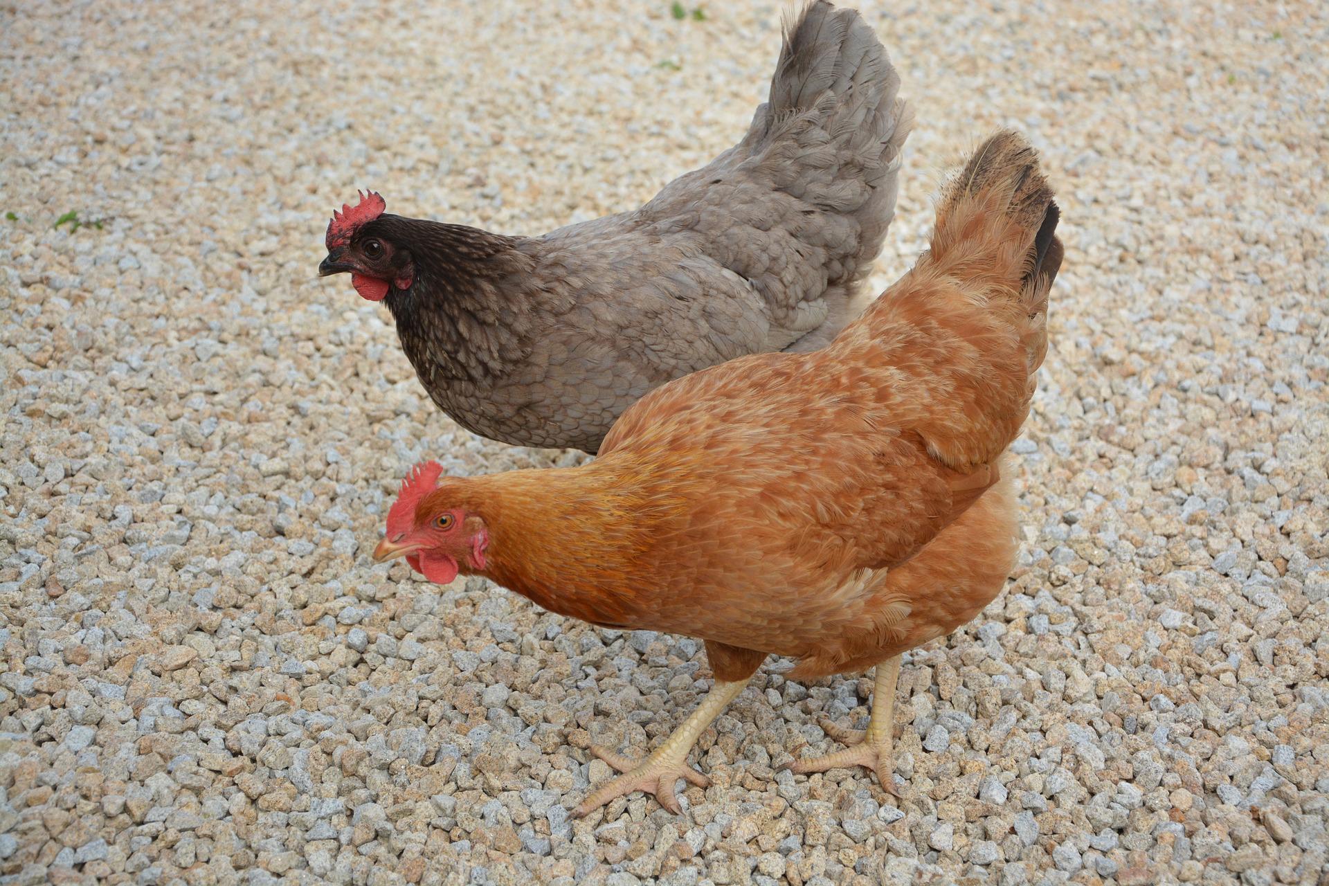 hens g2d4ef1f66 1920