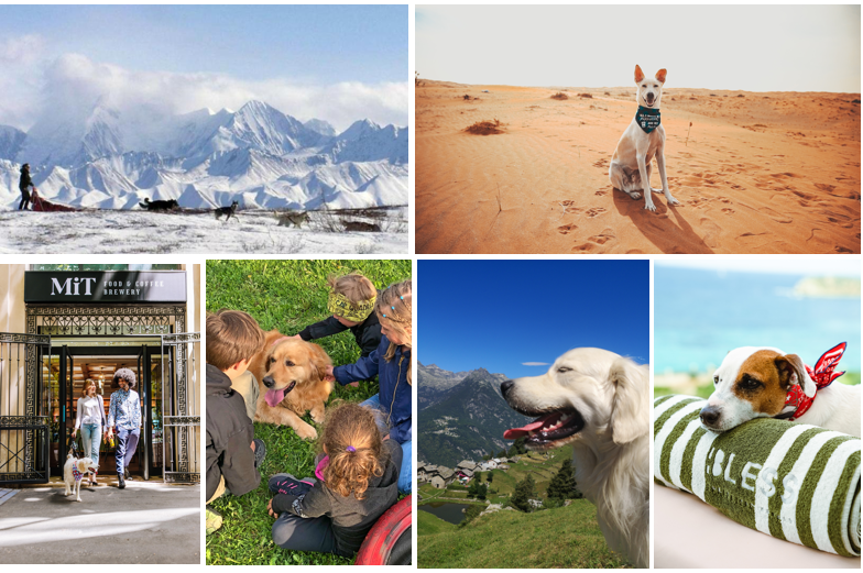 AIGO – 26 agosto: Giornata Mondiale del Cane. Tutte le idee per una perfetta vacanza pet-friendly