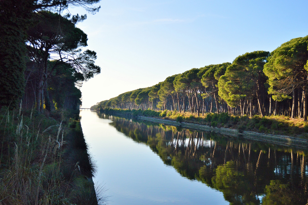 Ambiente: sì al bilancio preventivo 2022-2024 del Parco di Migliarino, San Rossore e Massaciuccoli