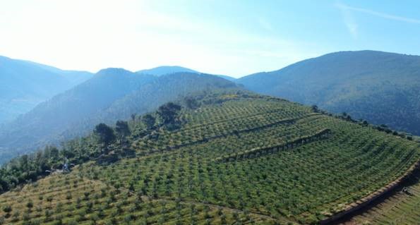 bosco monini perolla