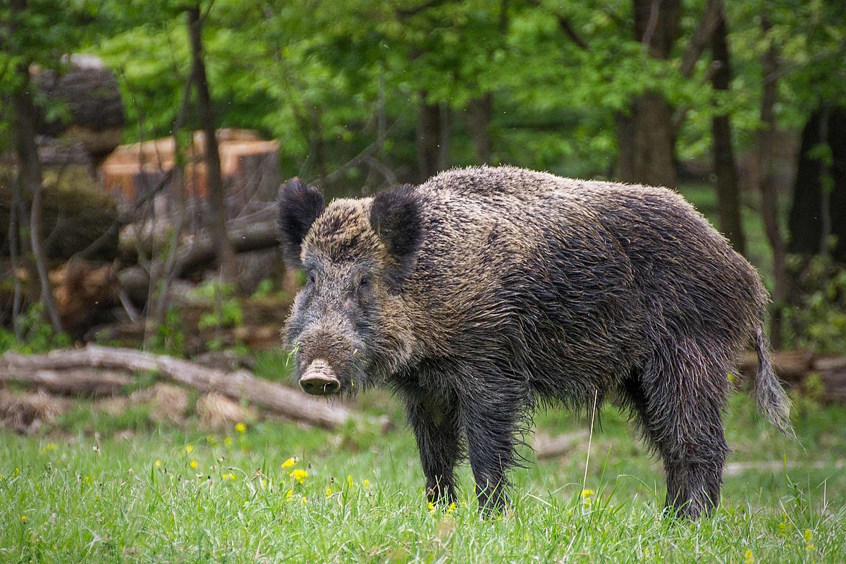 wildschwein, nähe pulverstampftor