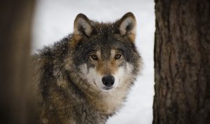 lupo