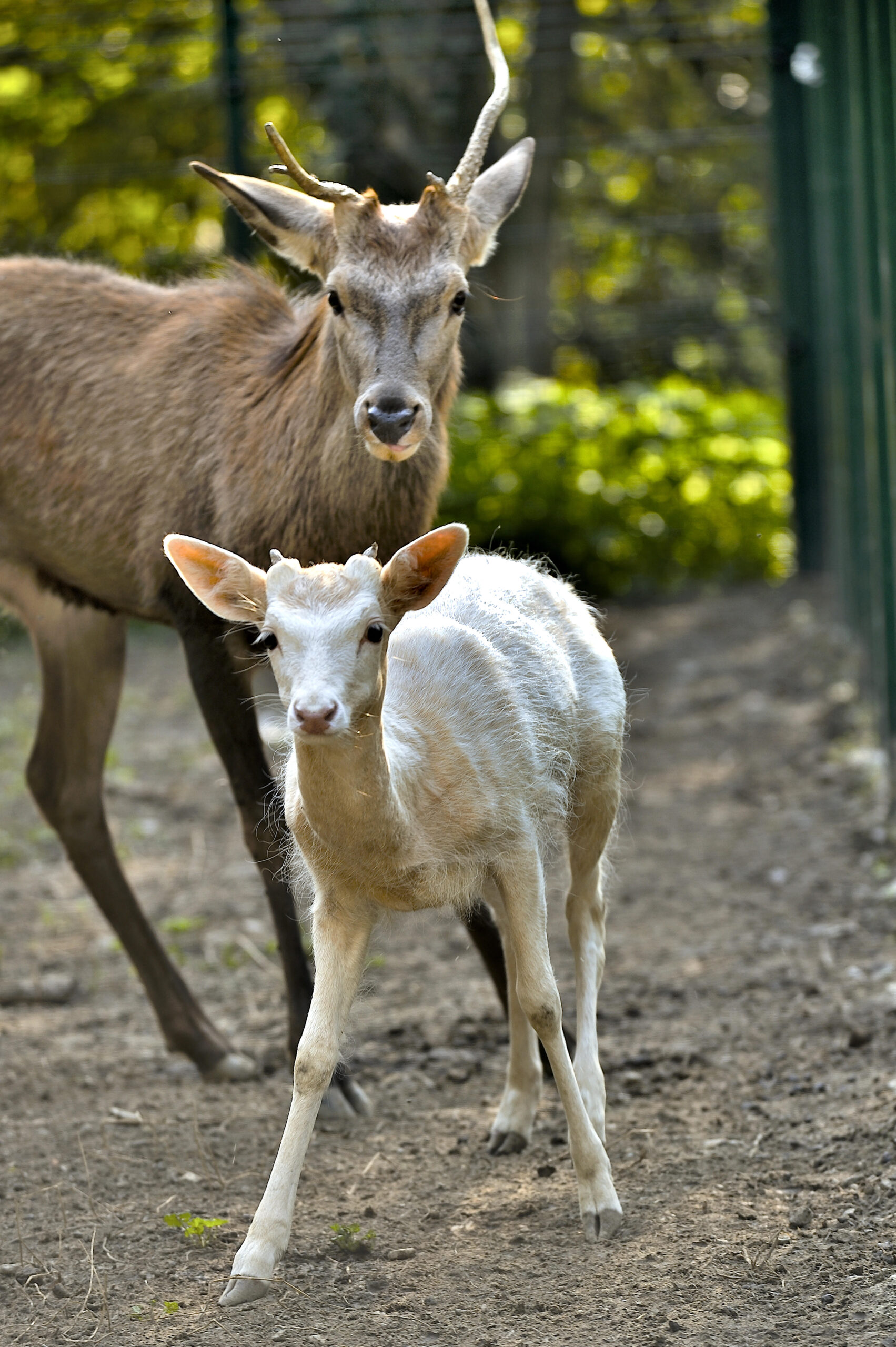 ANIMALI, UN 2022 DALLA PARTE DEI SELVATICI: OLTRE MILLE RICOVERI NEL CRAS “STELLA DEL NORD” DELLA LEGA ITALIANA PER LA DIFESA DEGLI ANIMALI E DELL’AMBIENTE