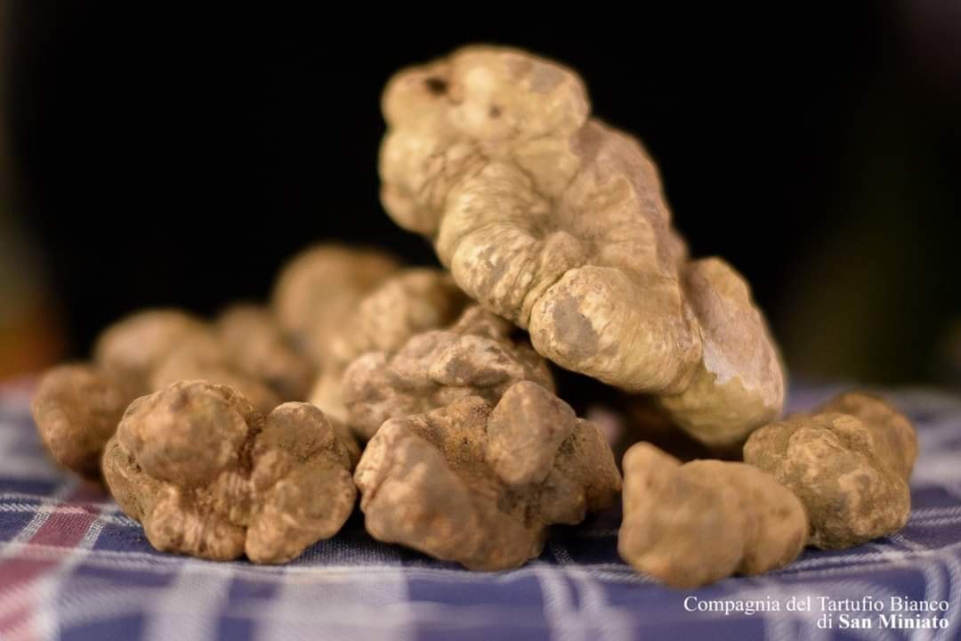 tartufo bianco san miniato