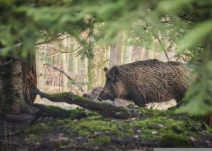 cinghiale