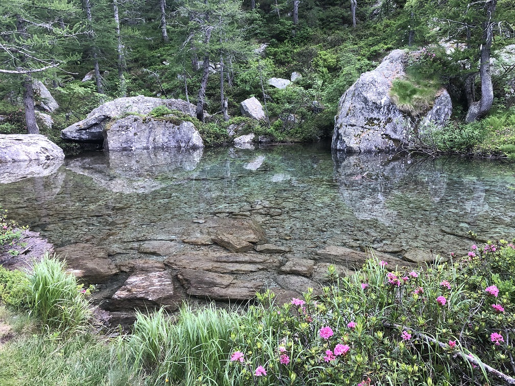 CNR. L’aria della foresta diminuisce l’ansia