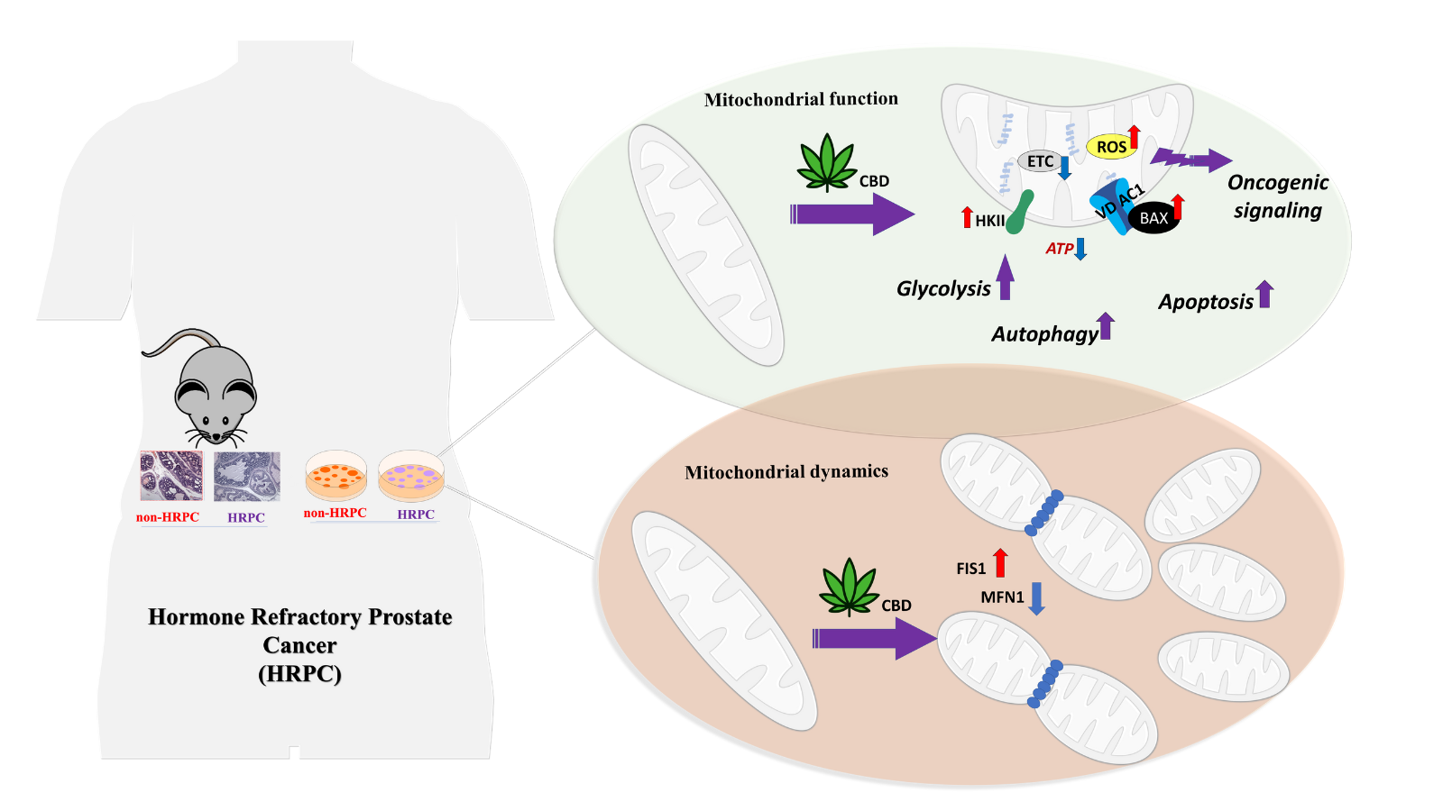 graphical abstract