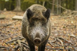 <strong>CINGHIALE FERITO CON ARCO E FRECCE IN LIGURIA, ON. BRAMBILLA: “BARBARIE PREVISTA, IL CONSIGLIO REGIONALE TORNI SUI SUOI PASSI”</strong>